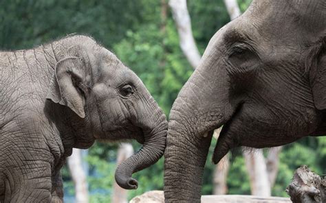 Top 6 Zoos in Asia .